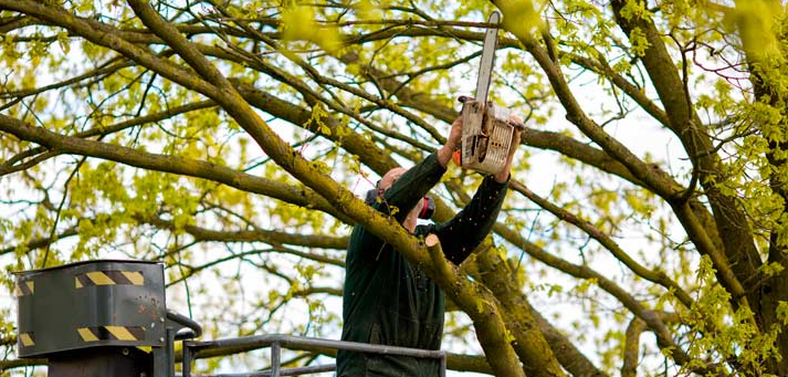 Gulfport tree trimming gulfport biloxi