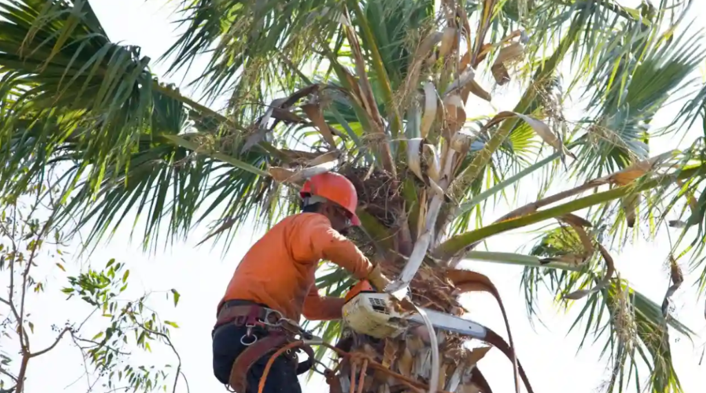 trimming a palm tree