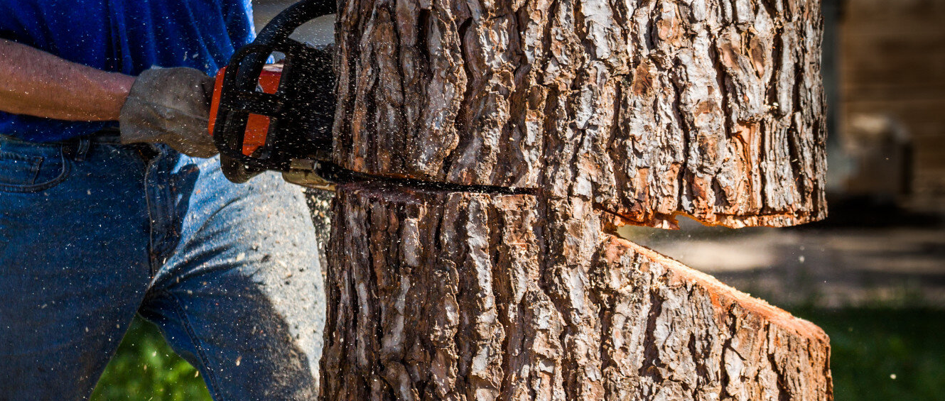 Tree Removal in Billoxi MS