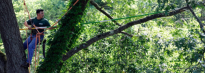 Tree Top Pruning